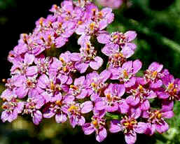 Cerise Queen Yarrow