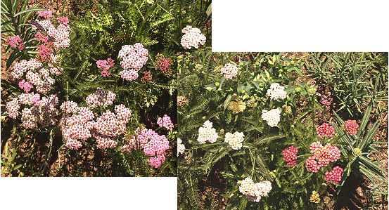 Colorado Mix Yarrow
