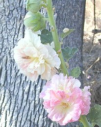 Double Apricot Hollyhock Flowers