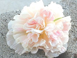 A Single Bloom from The Double Apricot Hollyhock