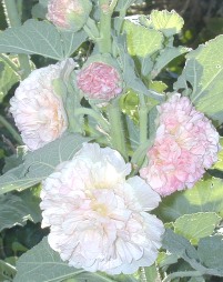 Double Apricot Hollyhock Flowers