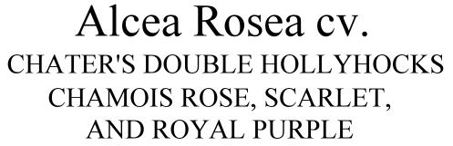 Alcea rosea cv. Chater's Double Hollyhocks, Apricot Chamois Rose, Royal Purple and Scarlet.