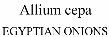 Allium cepa Egyptian Onions