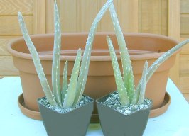 Aloe Vera Pots with Planter