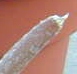 A Damaged Aloe Tip