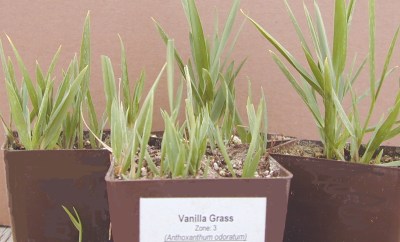 Anthoxanthum odoratum Vanilla Grass