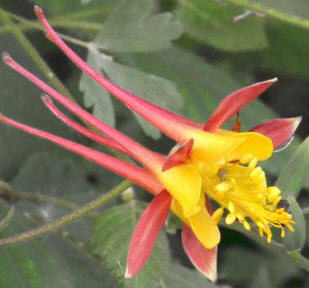 Tequila Sunrise Columbine