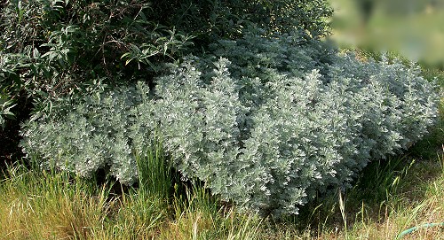 Artemisia Powis Castle under a Twilight Butterfly Bush