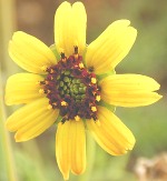 Chocolate Daisy Flower