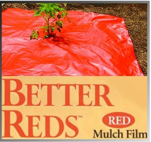 Bigger tomatoes with Red Mulch.
