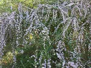 Buddleia alternifolia in bloom