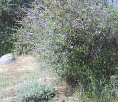 Mature Dwarf Blue Butterfly Bush