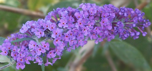 Twilight Butterfly Bush Flower