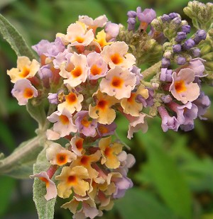 Bicolor Butterfly Bush