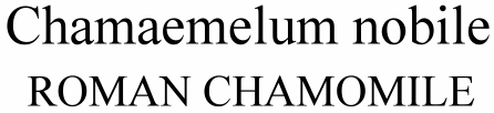 Chamaemelum nobile Roman Chamomile