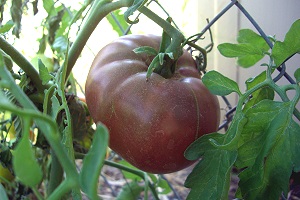 Ripe Cherokee Purple Tomato