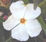 Cistus aguilari Large White Rockrose Flower