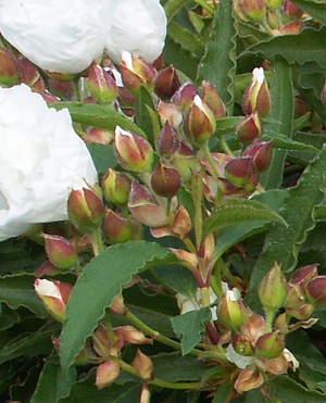 Large White Rockrose in Bud