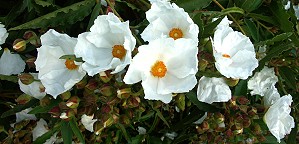 Flowers are plentiful on this gorgeous shrub.