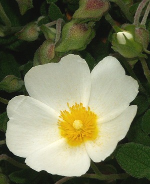 Sageleaf Rockrose