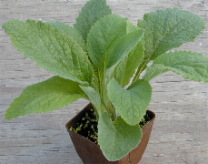 Foxglove in pot ready for shipping