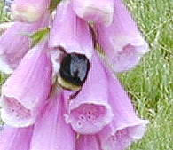Bee in the Foxglove