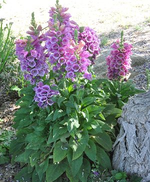Candy Mountain Foxglove Plants in all their glory.