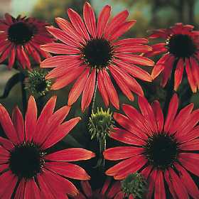 Orange Cone Flower