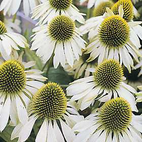 White Cone Flower