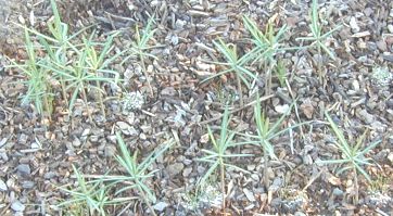 Transplant Gopher Purge when small like these.