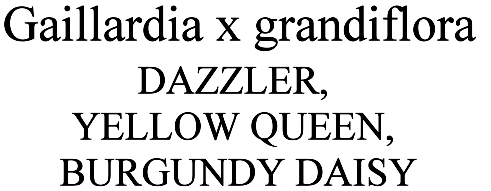 Gaillardia x grandiflora Dazzler, Yellow Queen, Burgunday Daisy
