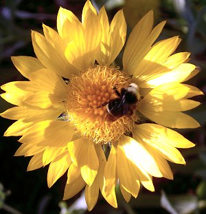 Yellow Queen Gaillardia with Bumblebee