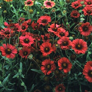 Burgundy Daisy