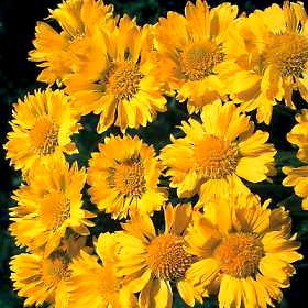 Yellow Queen