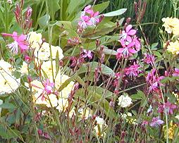 Pink Gaura and Yellow Roses
