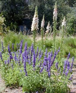 Apricot Blush Foxglove and Victoria Sage