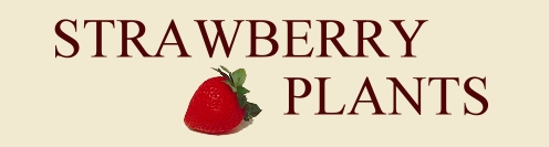 Aromas Strawberry Plants