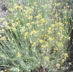 Blooming Curry Plant