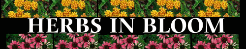 Herbs in Bloom