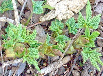 Hops emerging in the spring.
