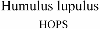 Humulus lupulus Hops
