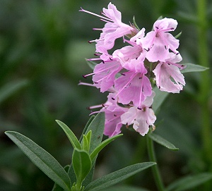 Pink Hyssop flowers