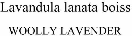 Lavandula lanat boiss Woolly Lavender