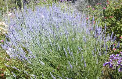 3 year old Dutch Mill Lavender in bloom.