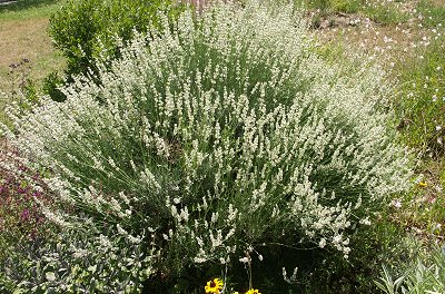 4 feet wide and 3 feet tall beautiful white lavender