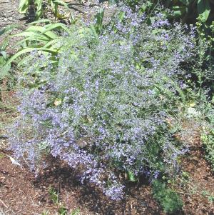 Sea Lavender Spray In the Garden