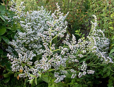 German Statice in the garden.