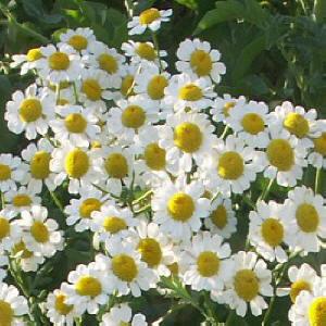 German Chamomile flowers in spring