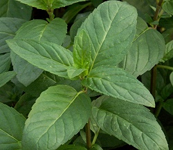 Basil Mint 