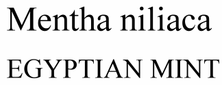 Mentha niliaca Egyptian Mint